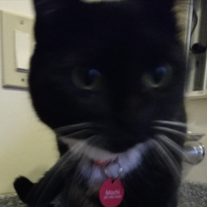 Team Page: Team Mochi Go Go